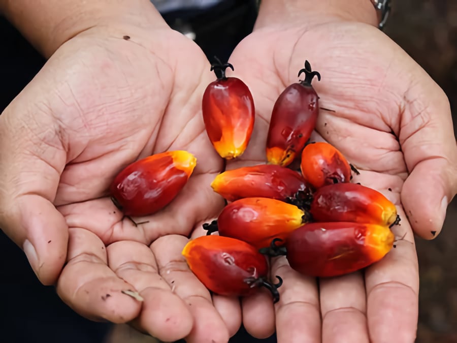 Palm-seeds Palm Seeds